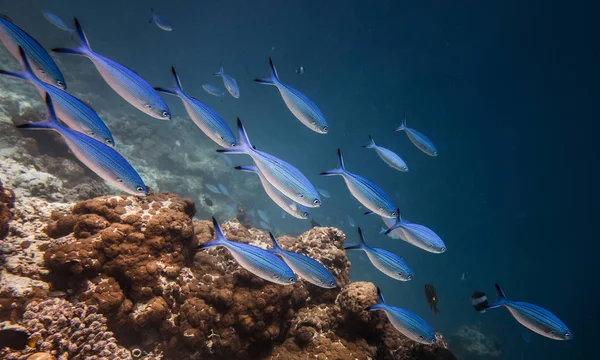 Hejno krásných ryb do vody Indického oceánu — Stock fotografie