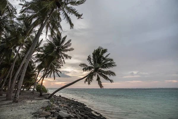 Nádhernou krajinu palmami poblíž Indického oceánu během západu slunce — Stock fotografie