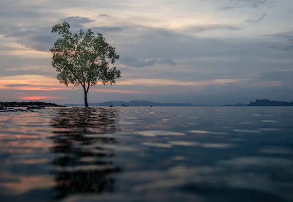 Классический вид на закат Таиланда с единственным деревом в воде — стоковое фото
