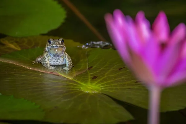 büyük kurbağa nilüfer yaprak üzerinde oturan ve mor lily ile seyir