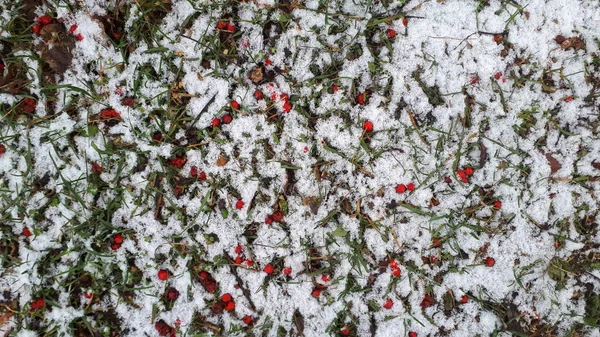 Den Första Vita Snön Ligger Grönt Gräs Och Röda Bär — Stockfoto