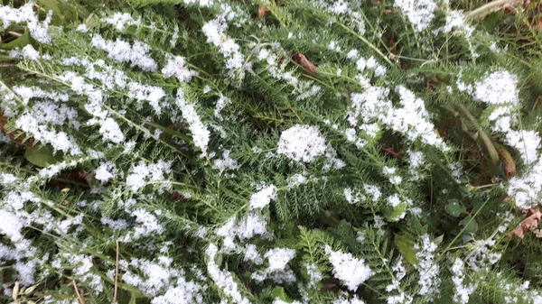 Den Första Vita Snön Ligger Det Gröna Gräset — Stockfoto