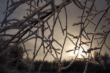 Gün batımı dalların arasında, buz kristalleri parlıyor.
