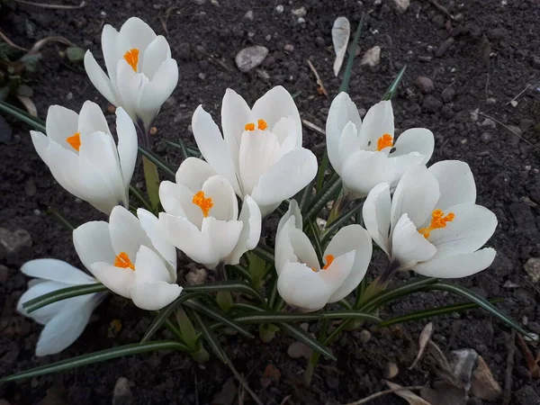 Hermosos Azafranes Floración Principios Primavera —  Fotos de Stock