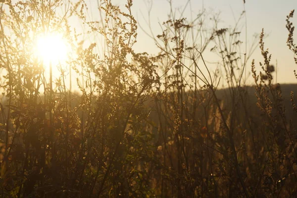 Autumn background. The reed thickets at sunset. — Stock Photo, Image