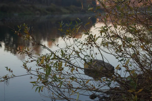 ヴォルガ川のほとりの秋の風景 — ストック写真