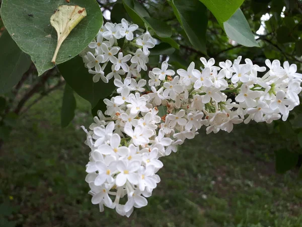 Fugl kirsebær træ med ømme hvide blomster - Stock-foto