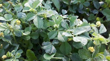 Güneşte yeşil çimen