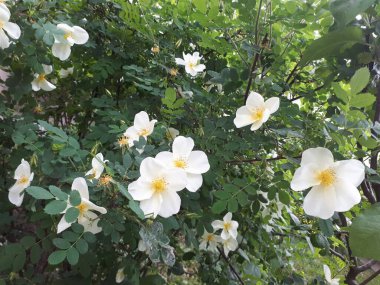 Baharda açan beyaz yaban gülü