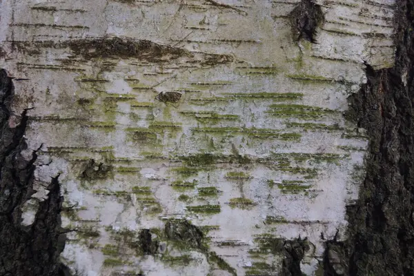 Береза коры дерева — стоковое фото