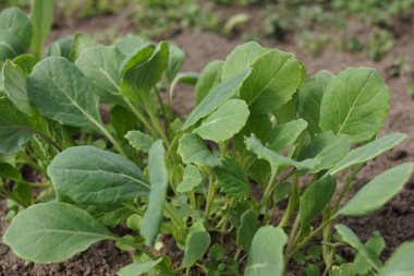 yeşil lahana fideleri