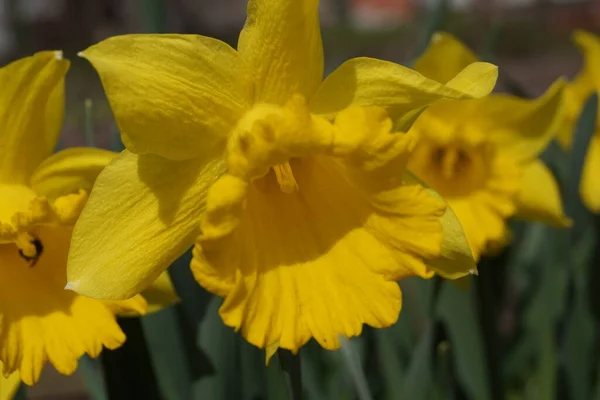 Narcisos amarillos en el sol brillante —  Fotos de Stock