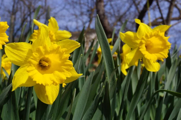 Narcisos amarillos en el sol brillante —  Fotos de Stock