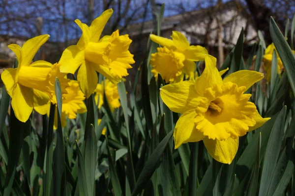 Narcisos amarillos en el sol brillante —  Fotos de Stock