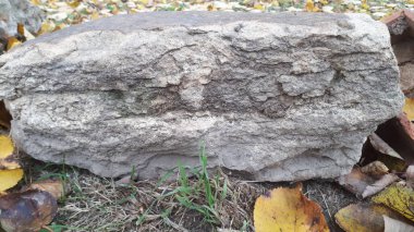 Bir kayaya yakın çekim