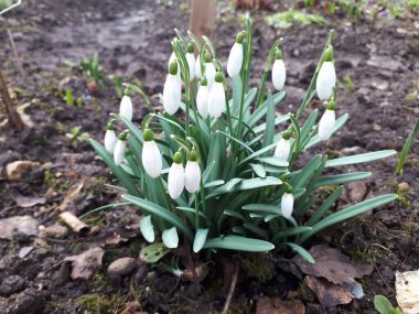 İlk çiçekler kar damlaları