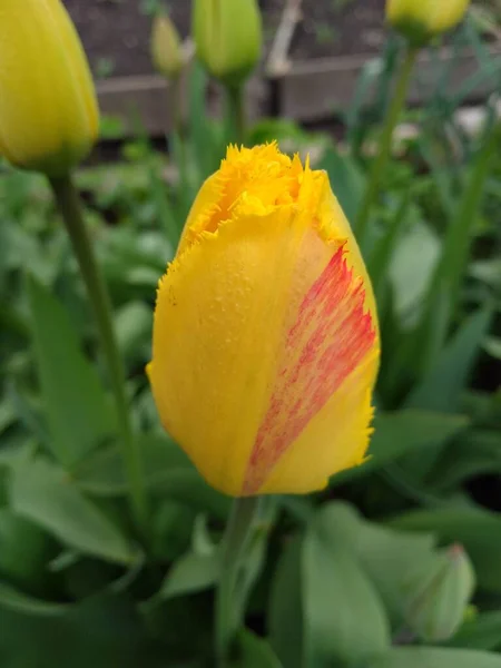 Tulipanes rojos y dorados inusuales 4 —  Fotos de Stock