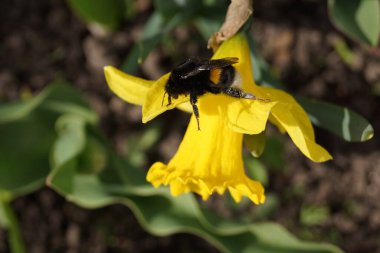 Parlak güneşte sarı nergisler