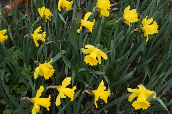 Narcisos amarillos en el sol brillante —  Fotos de Stock