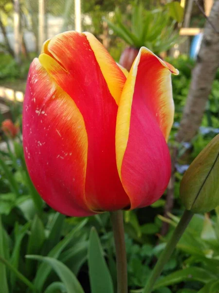 Des tulipes rouges dans le jardin — Photo