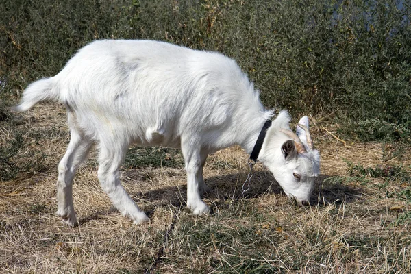 Ziege auf Bauernhof — Stockfoto