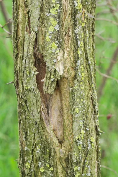 Ormandaki ağaç gövdesi.