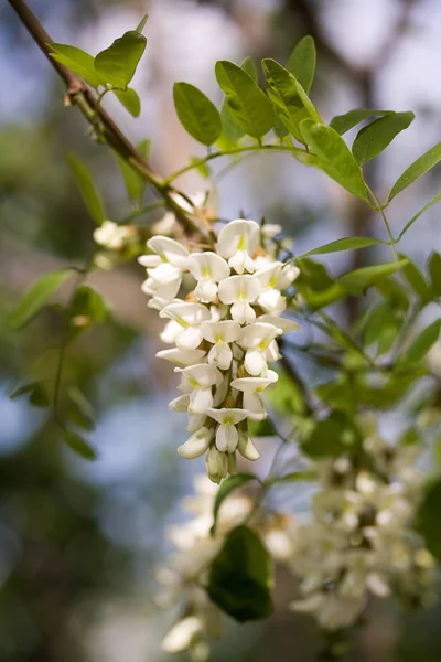 Flores de acacia blanca contra follaje verde . —  Fotos de Stock