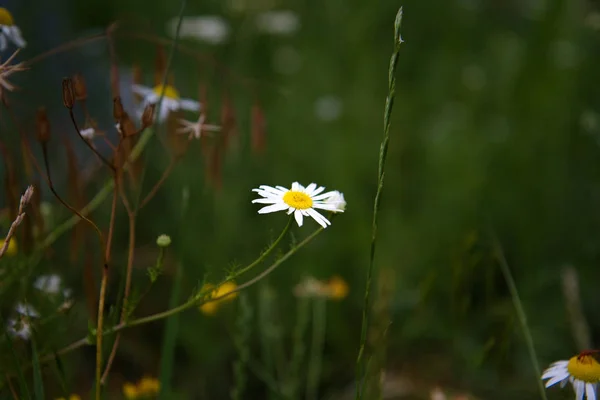 Flor de manzanilla en un campo verde . —  Fotos de Stock