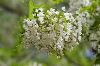 akasya çiçekleri ve yaprakları ile sığ derinlik-in tarla.