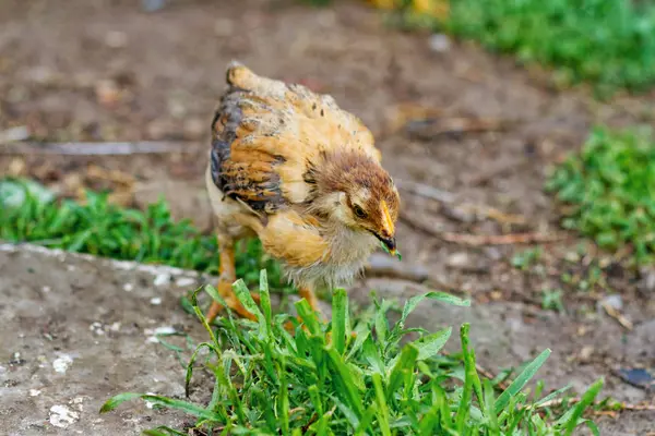 Pollo sull'erba — Foto Stock