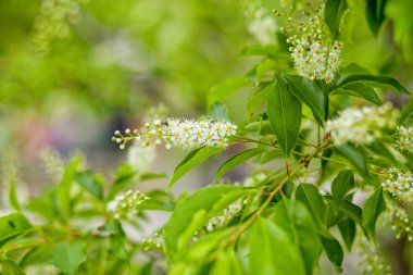  Şu yeni gelişen ağaç yeşil zemin üzerine sanat güzel bahar