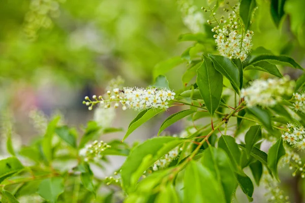  Şu yeni gelişen ağaç yeşil zemin üzerine sanat güzel bahar