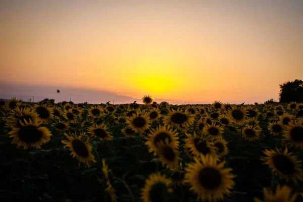 Eine Landschaft aus wunderschönen Sonnenblumen, die den gesamten Rahmen ausfüllt — Stockfoto