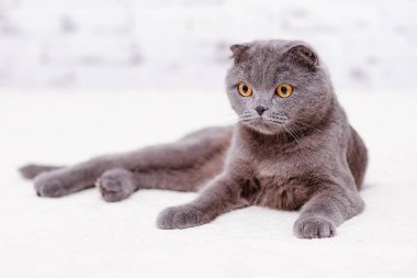 İskoç Fold lop-eared, portre Gri kedi doğurmak.