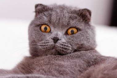 İskoç Fold lop-eared, portre Gri kedi doğurmak.