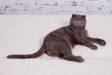 İskoç Fold lop-eared, portre Gri kedi doğurmak.