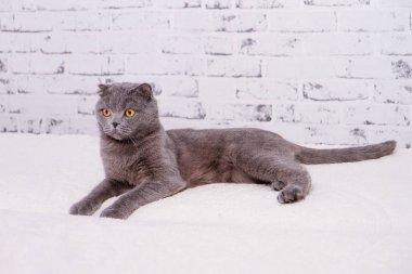 İskoç Fold lop-eared, portre Gri kedi doğurmak.