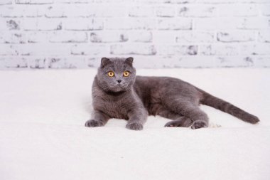 İskoç Fold lop-eared, portre Gri kedi doğurmak.