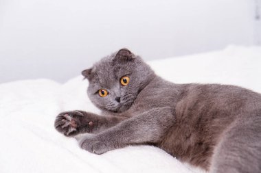İskoç Fold lop-eared, portre Gri kedi doğurmak.