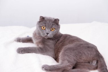 İskoç Fold lop-eared, portre Gri kedi doğurmak.