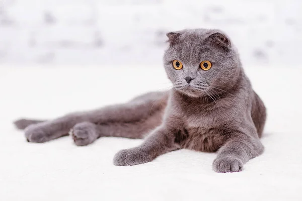 Porträt graue Katzenrasse der schottischen Faltenlop-Ohr. — Stockfoto