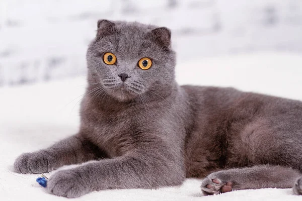 Portrét plemene šedá kočka Scottish Fold zběsilého útoku. — Stock fotografie