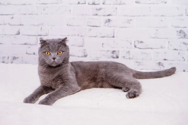 Porträt graue Katzenrasse der schottischen Faltenlop-Ohr. — Stockfoto