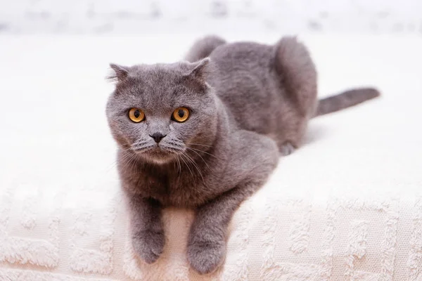 스코티시 폴드 lop-eared의 세로 회색 고양이 품종. — 스톡 사진