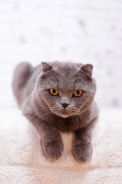Portrait grey cat breed of Scottish Fold lop-eared.