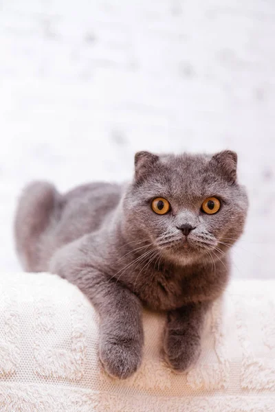 Portrét plemene šedá kočka Scottish Fold zběsilého útoku. — Stock fotografie