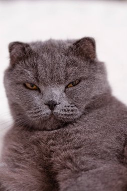 İskoç Fold lop-eared, portre Gri kedi doğurmak.