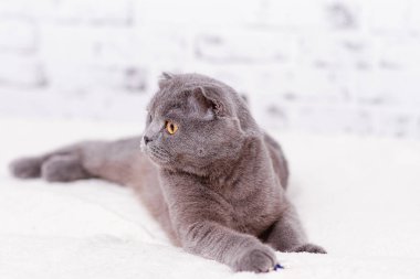 Gri safkan safkan İskoç lop-eared kedi