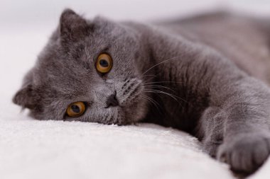 İskoç Fold lop-eared, portre Gri kedi doğurmak.