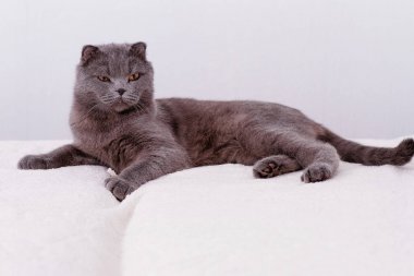 Gri safkan safkan İskoç lop-eared kedi